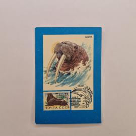 Карманный календарик СССР 1991. Морж, морские животные, почтовая марка. Советский календарь