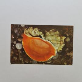 Карманный календарик СССР 1990. Рапана venosa, морская раковина, природа. Советский календарь
