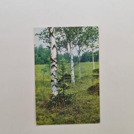 Карманный календарик СССР 1990. Березы, лесной пейзаж, природа. Советский календарь