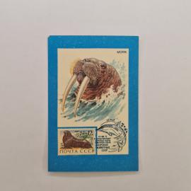 Карманный календарик СССР 1991. Морж, морские животные, почта СССР. Советский календарь