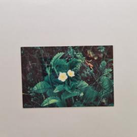 Карманный календарик СССР 1989. Цветы, лесная земляника. Советский календарь, фото А. Склизкова