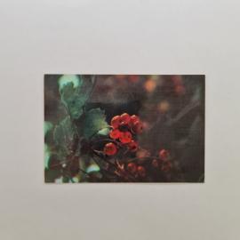 Карманный календарик СССР 1989. Веточка рябины, природа. Советский календарь коллекционный