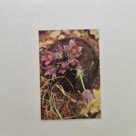 Карманный календарик СССР 1989. Прострел, весенние цветы. Советский календарь винтажный