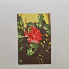 Карманный календарик СССР 1990. Красная роза, цветы. Советский календарь коллекционный