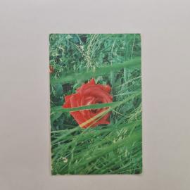 Карманный календарик СССР 1990. Красная роза в траве, цветы. Советский календарь винтажный