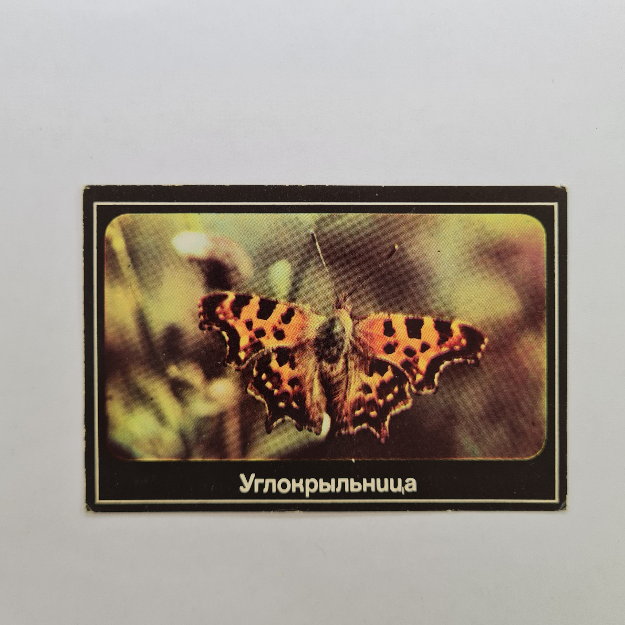 Картинка 1