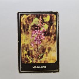 Карманный календарик СССР 1989. Иван чай, охрана природы, цветы. Советский календарь