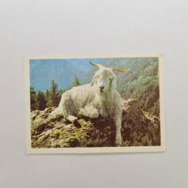 Карманный календарик СССР 1990. Козел в горах, животные. Советский календарь