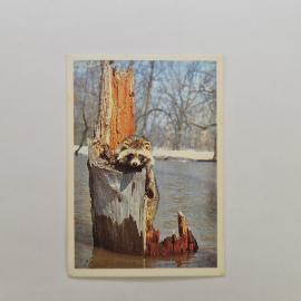 Картинка 1
