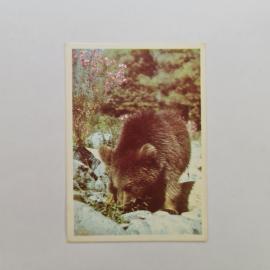 Карманный календарик СССР 1990. Медвежонок в лесу, животные. Советский календарь коллекционный