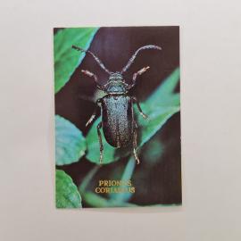 Карманный календарик СССР 1991. Prionus coriarius, жук усач, насекомые. Советский календарь