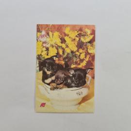 Карманный календарик СССР 1991. Страхование собак, щенки в чашке, животные. Советский календарь