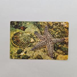 Карманный календарик СССР 1989. Морская звезда и моллюск, морская природа. Советский календарь