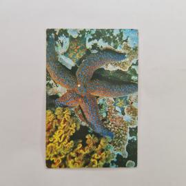 Карманный календарик СССР 1989. Морские звезды, подводный мир. Советский календарь винтажный