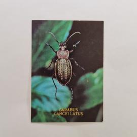 Карманный календарик СССР 1991. Жук Carabus cancellatus, насекомые. Советский календарь