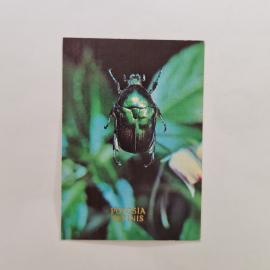 Карманный календарик СССР 1991. Potosia affinis, жук на цветке, насекомые. Советский календарь