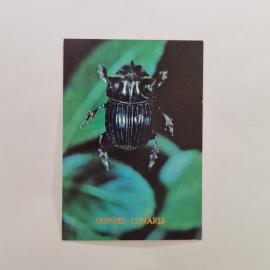 Карманный календарик СССР 1991. Copris lunaris, жук, насекомые. Советский календарь