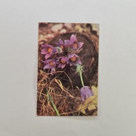 Карманный календарик СССР 1989. Весенние лесные цветы, фото Е. Кузова. Советский календарь