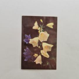 Карманный календарик СССР 1989. Колокольчики, цветы. Советский календарь винтажный фото