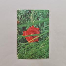 Карманный календарик СССР 1990. Красная роза в траве, цветы. Советский календарь