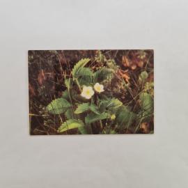 Карманный календарик СССР 1989. Земляника лесная, цветы и природа. Советский календарь