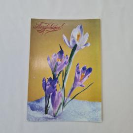 Открытка советская СССР, старинная. Поздравляю, цветы крокусы на снегу, весенняя винтаж