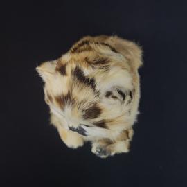 Картинка 5