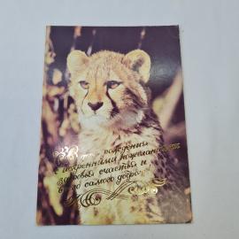 Открытка советская СССР, старинная. Поздравление с днем рождения, гепард. Винтажная фауна