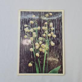 Открытка советская СССР, старинная. Ландыши, цветы на темном фоне. Винтаж, фото 1978 года