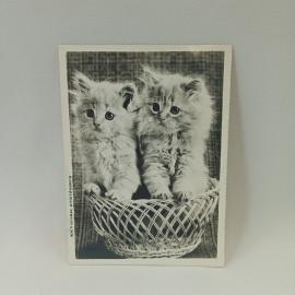 Открытка советская СССР. Котята в корзине, домашние животные, черно белая фотография. винтаж