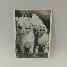 Открытка советская СССР. Котята, черно белая фотооткрытка с цветами, животные, винтаж