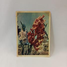 Открытка советская СССР. Гладиолусы в саду, цветы, фотооткрытка коллекционная, винтажная##