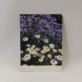 Открытка советская СССР. Ромашки и колокольчики, цветы луговые, почтовая карточка, винтаж