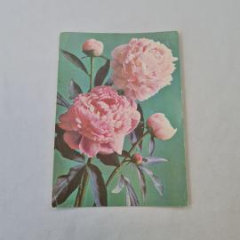 Открытка советская СССР. Пионы, цветы на зеленом фоне, фото Г. Костенко. Винтажная почтовая