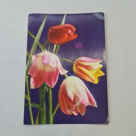 Открытка советская СССР. Тюльпаны, цветы на темном фоне, фото Г. Костенко. Винтажная карточка