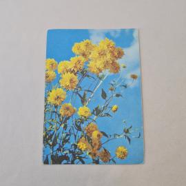 Открытка советская СССР. Золотые шары, желтые цветы на фоне неба, флора. Винтаж коллекция