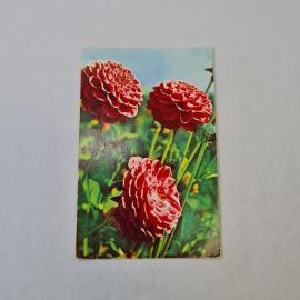 Открытка советская СССР. Георгины, цветы садовые на фото. Винтаж, издание Планета Москва