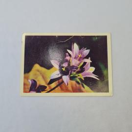 Открытка советская СССР. Колокольчик скученный, ботаника, цветы, фотооткрытка. Винтаж###