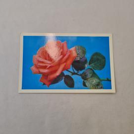 Открытка советская СССР. Роза на синем фоне, цветы. Винтажная полиграфия, коллекционная