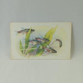 Открытка советская СССР. Неоновая рыбка, аквариумная фауна Амазонки, рисунок Л. Аристов. винтаж