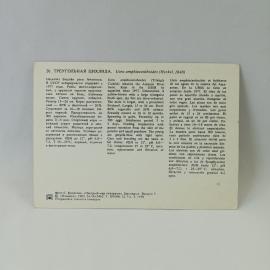 Картинка 2
