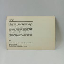 Картинка 2
