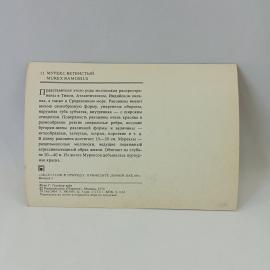 Картинка 2
