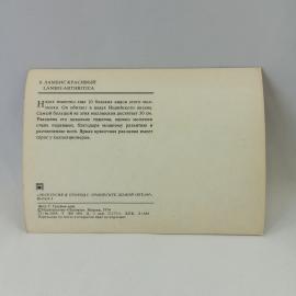 Картинка 2