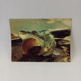 Открытка советская СССР. Турбо оливковый, морской моллюск, раковина на берегу, винтаж, природа
