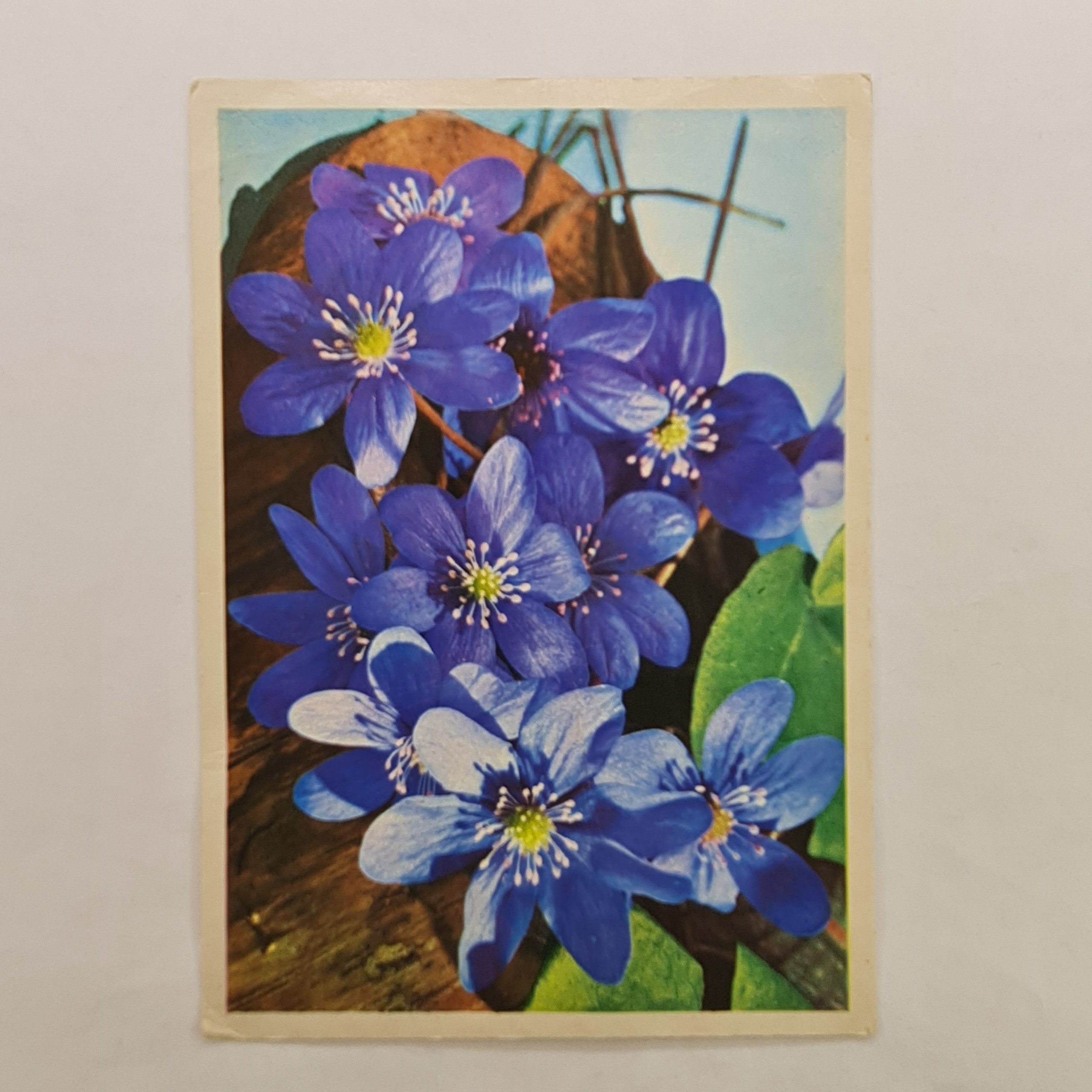 Картинка 1