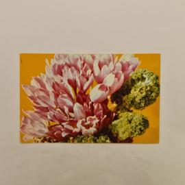 Открытка советская СССР. Розовый хохлатик, цветы на желтом фоне. Ботаника, винтаж СССР