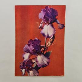 Открытка советская СССР. Цветы, ирисы на оранжевом фоне, фото К. Жаркий. Винтаж, 1985 год