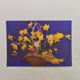 Открытка советская СССР. Нарциссы в плетеной корзине, цветы на синем фоне, фото Шестелева. винтаж