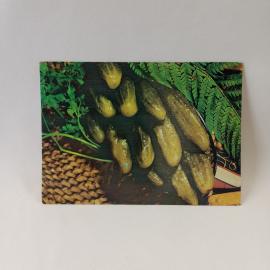 Открытка советская СССР. Соленые огурцы, кулинария, рецепт домашней заготовки на обороте. винтаж